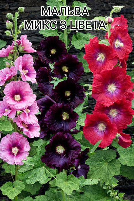 Семена цветов для дачи и двора