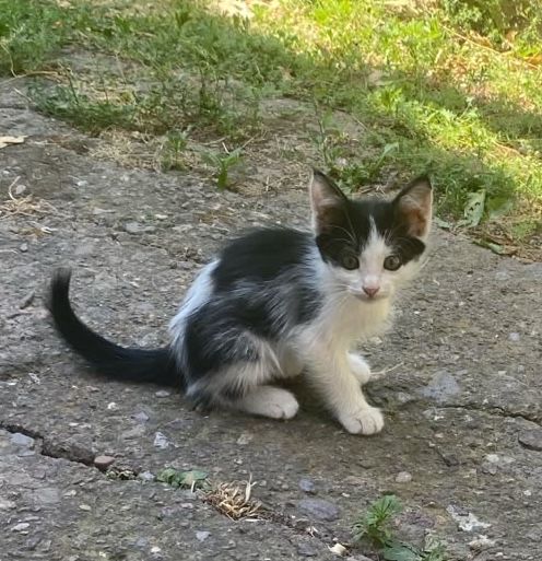 Котят в добрые руки