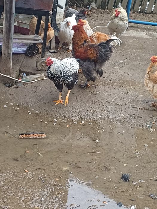 Vând wyadotte un cocoș și o găină