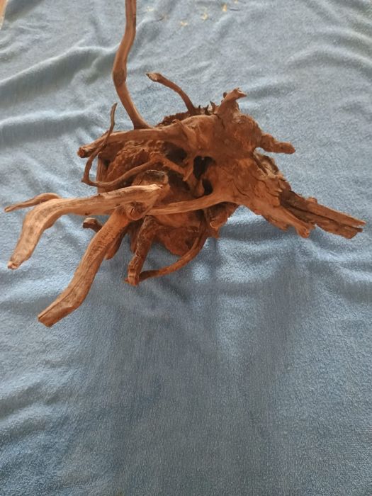 Filtru UV  și rădăcini
