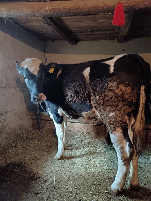 Vând doua junici holstein gestante