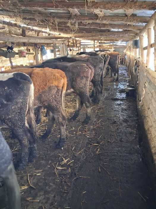 Vaci gestante si fătate de vânzare