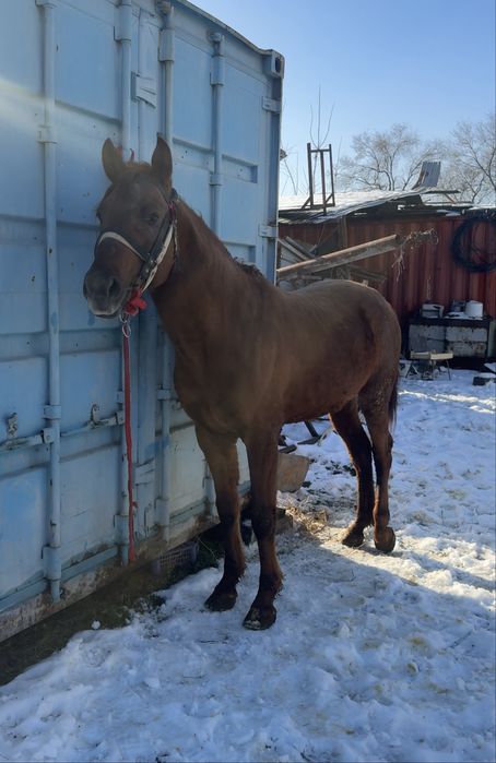 Айғыр 3 жасар тез арада саттылады