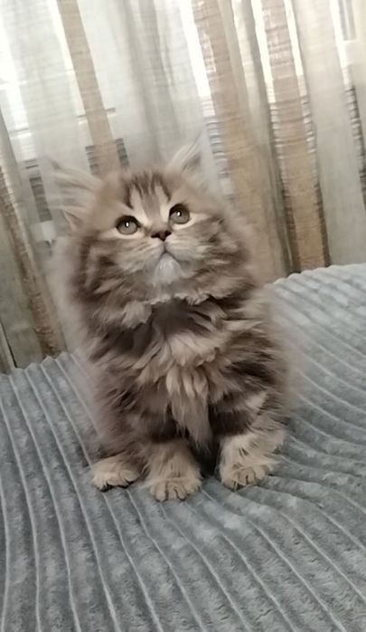 Шикарная Шотландская девочка..