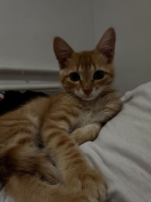 Котят отдам бесплатно