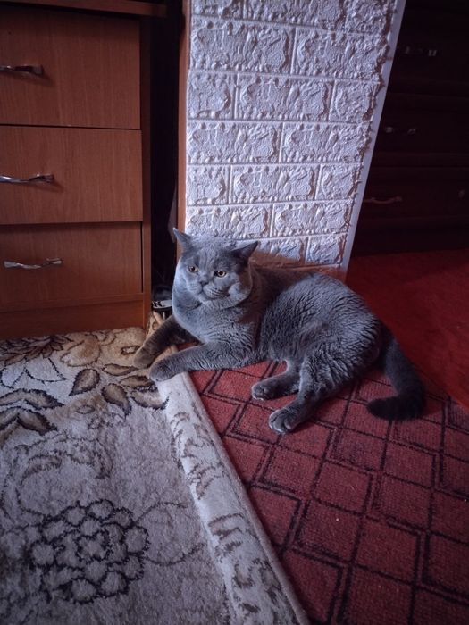 Кот по кличке Грей ...