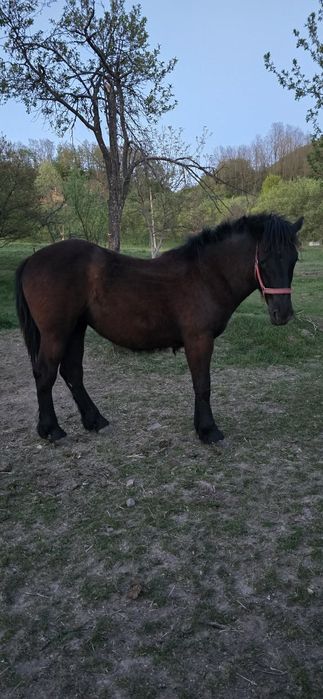 Mânză de 1 an de zile