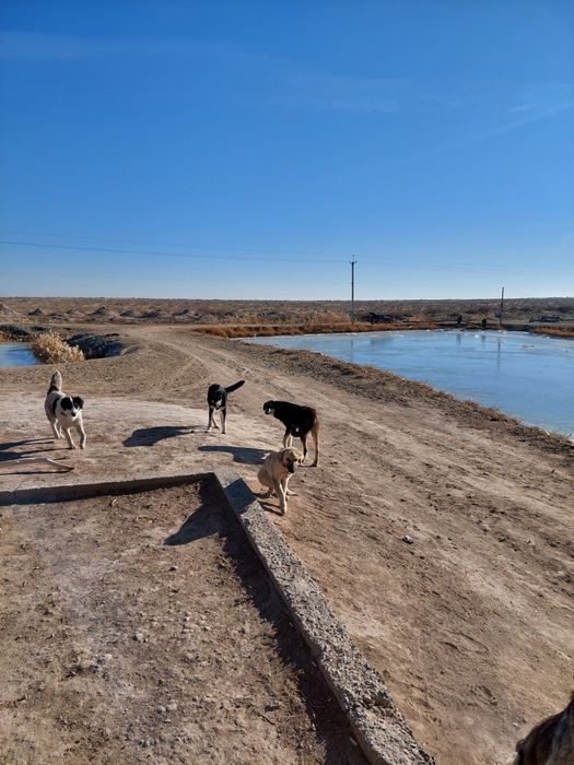 Собаки в хорошм састаение