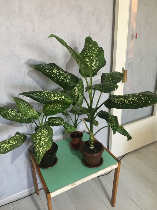 Продам комнатные цветы(Дефинбахия)
