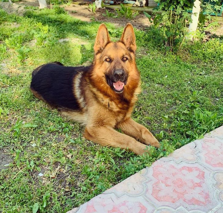 Щенки немецкой овчарки