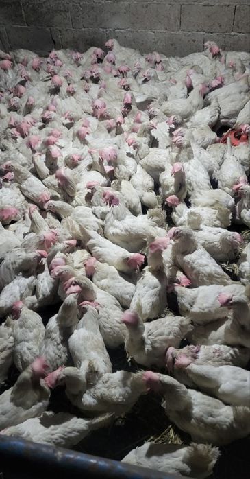 Несушки декалбы несушки