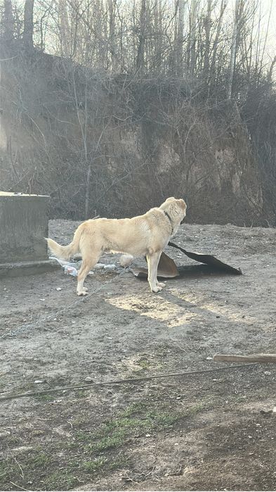 Алабай еркек тобет