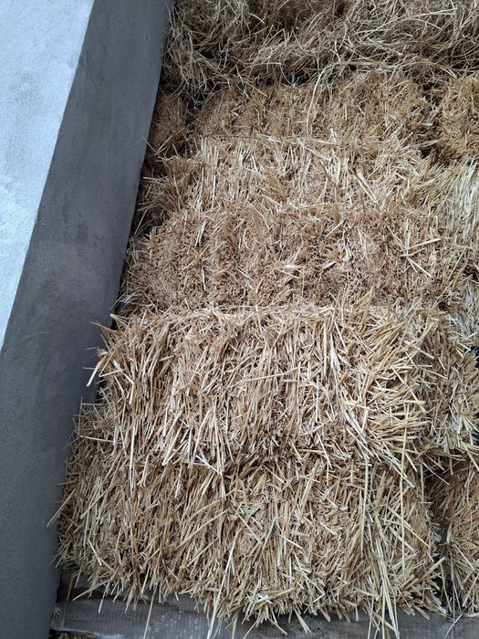 Samon priz sotiladi 20 mingdan