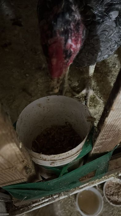 Продам даканы разные цены