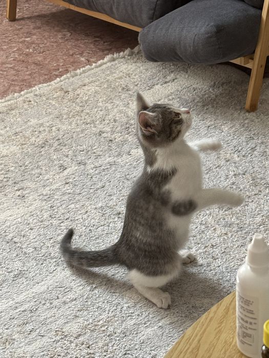Отдам котёнка в хорошие руки!
