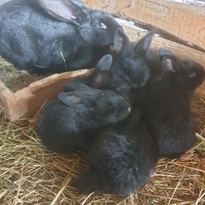 Vind iepuri rasa mixtä 100 lei buc