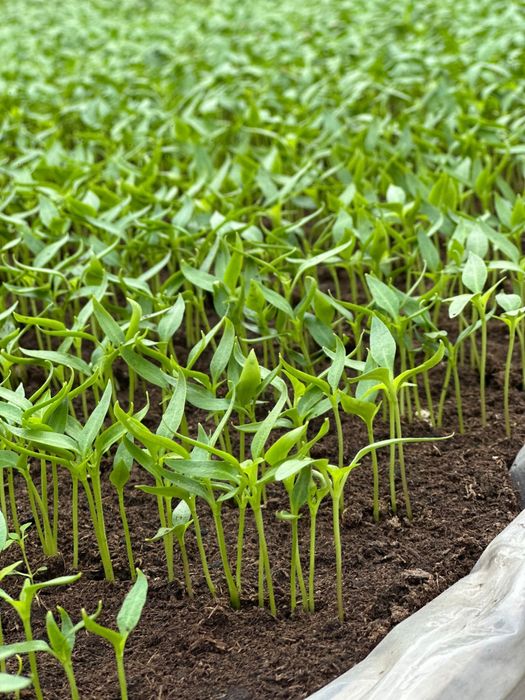 Rasaduri legume - rosii, ardei, castraveti, vanata