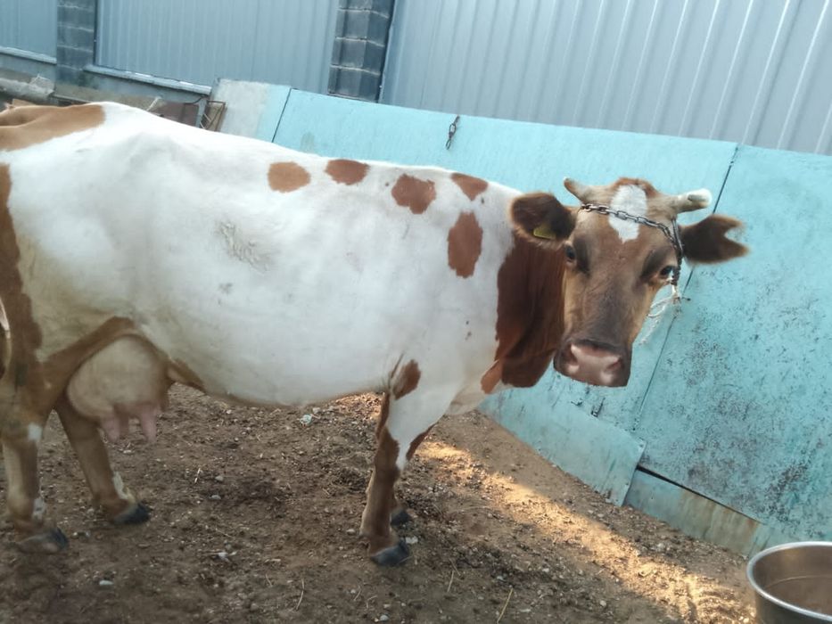 Продам дойных коров стельные