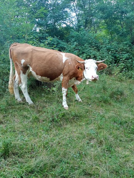 Vand 2 vaci de lapte