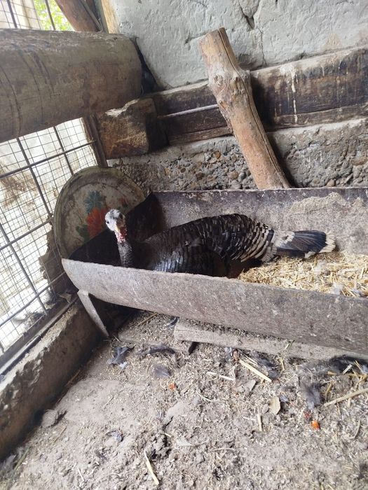 Курк курка сотилади месни