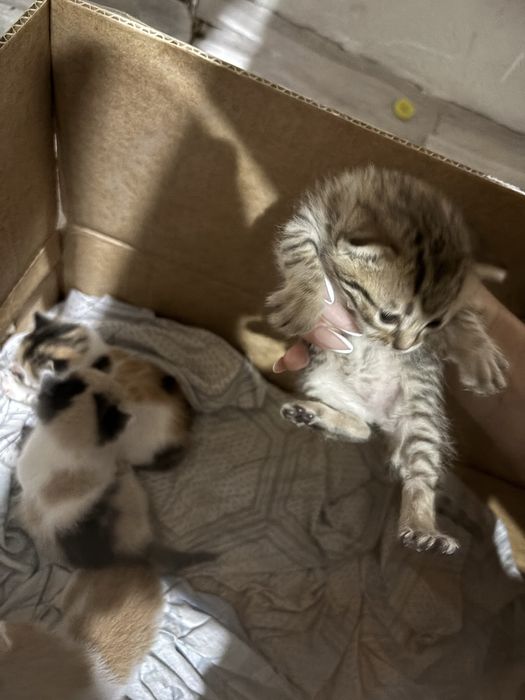 Котята отдам в добрые руки
