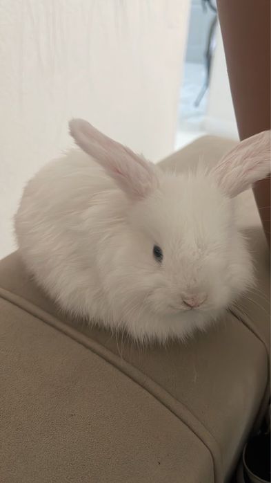 Продам декоративный кролик