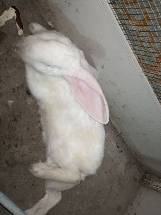 фландер куён сотилади .