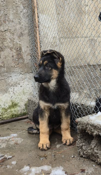 Чистокровные щенки овчарки