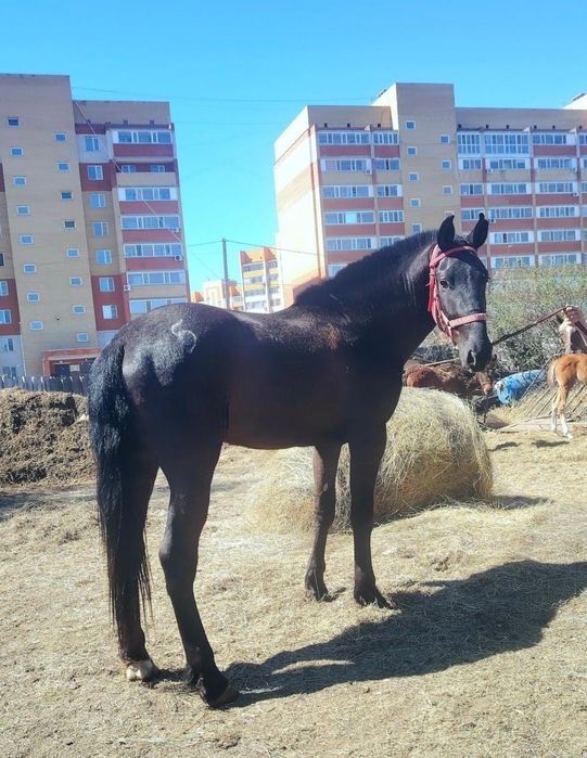 Продам жеребца,Орловец.