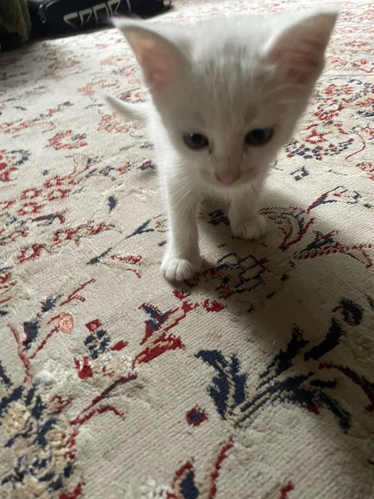 Котята в хорошие руки