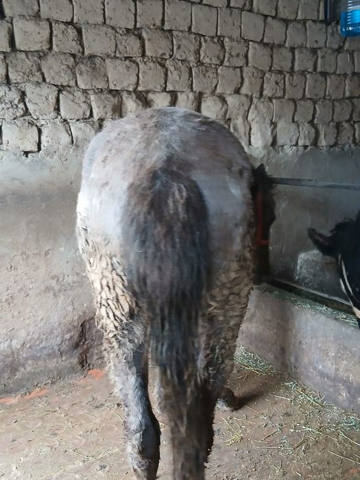 Жылқыы сатыладыы