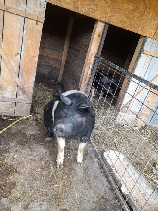 Femela basna blândă