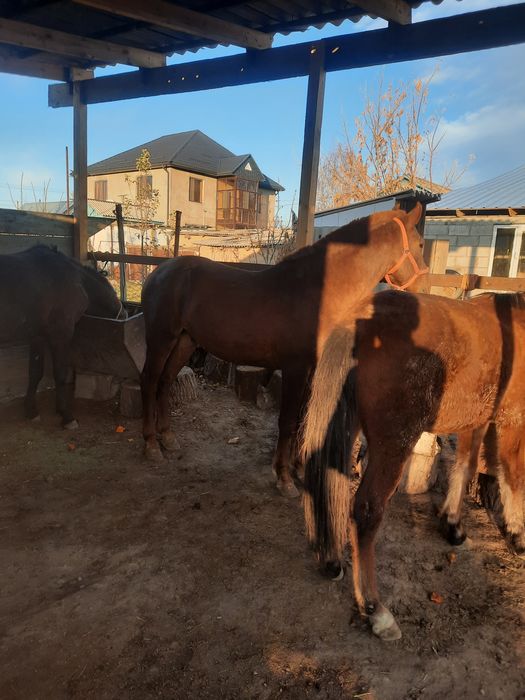 Тяж тай сатылады