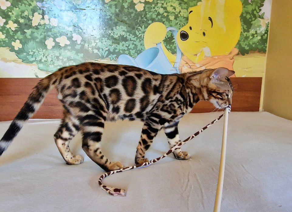 Сребърни и снежни бенгалски котенца