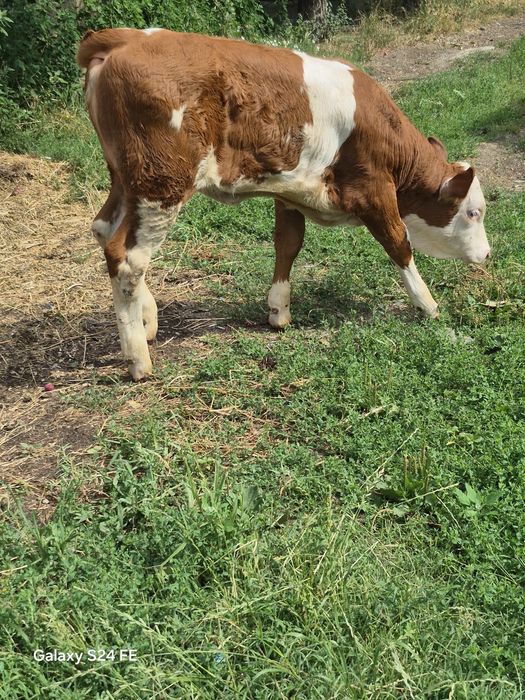 Vând o Viță a bălțată românească