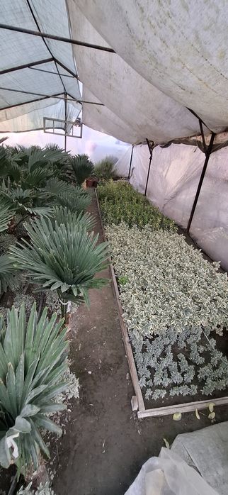 Кўчат ва каламча гуллар сотилади!