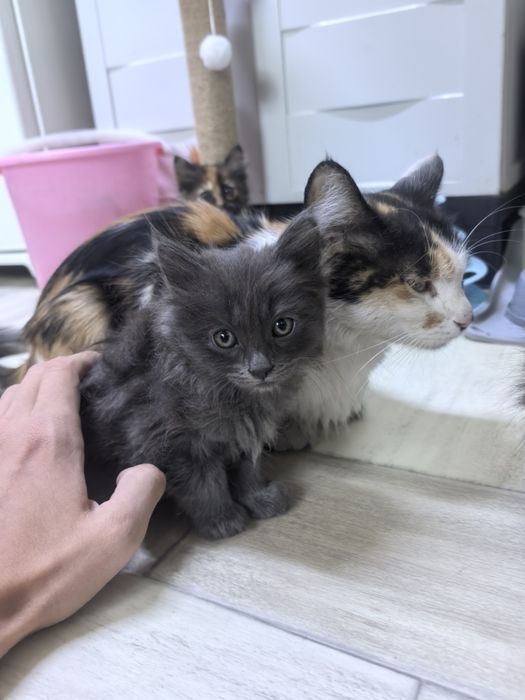 Котёнок серый колико