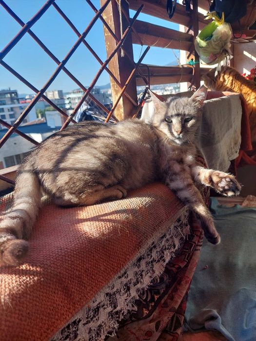 Сив Таби котарак търси дом