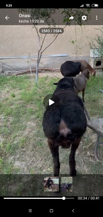 Qoʻchqorlar bor sotiladi