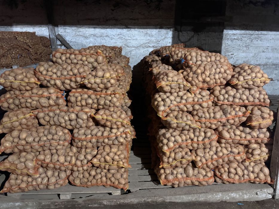 Cartofi consum si samânta