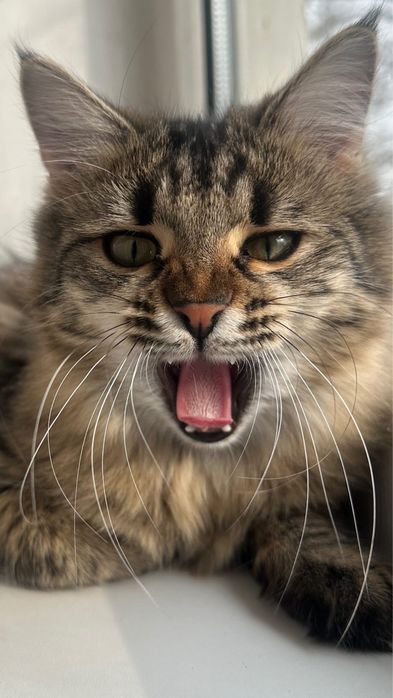 Кошечка Николь , 8 месяцев