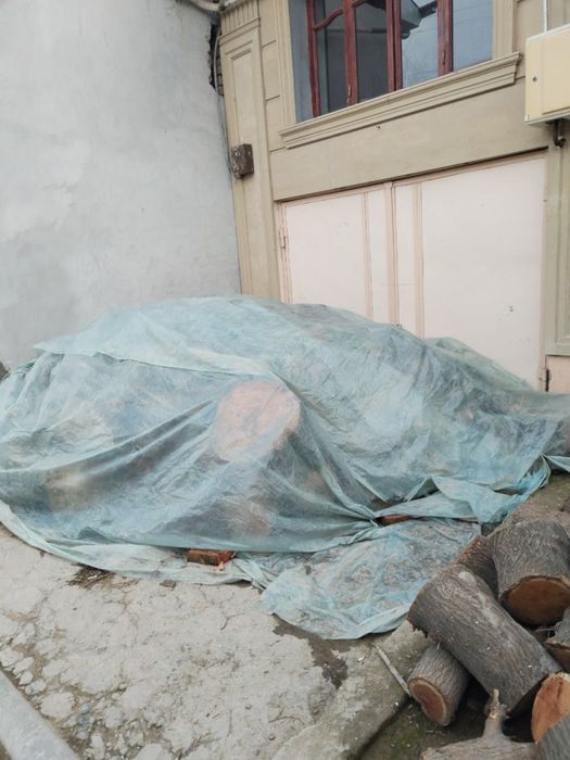 Otin  sotiladi bir zilcha ciqadi