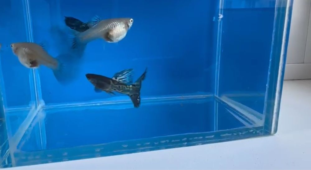 Гуппи blue metal snakeskin