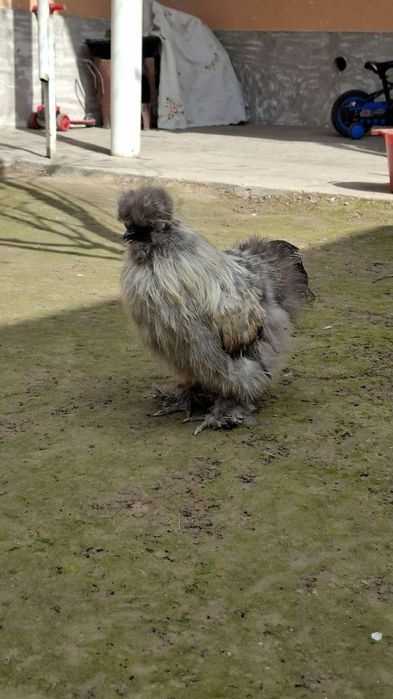 шолк хўроз сотилади