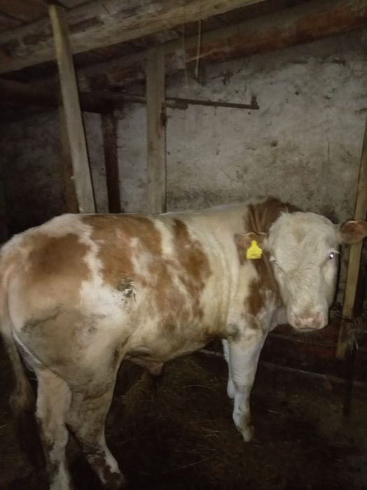 Полторашка букалар сатылады.