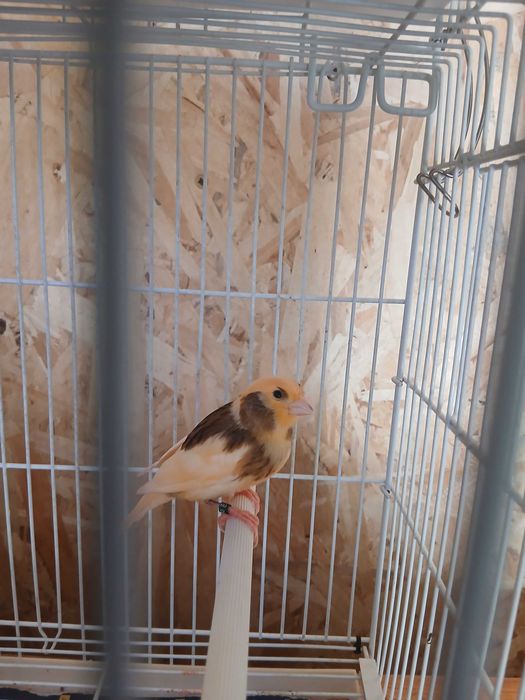 Vand Canari tineri