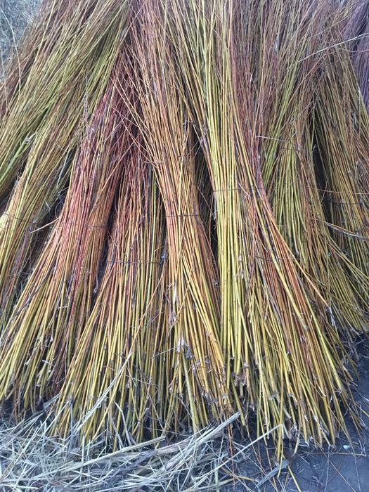 Vand nuia de rachita