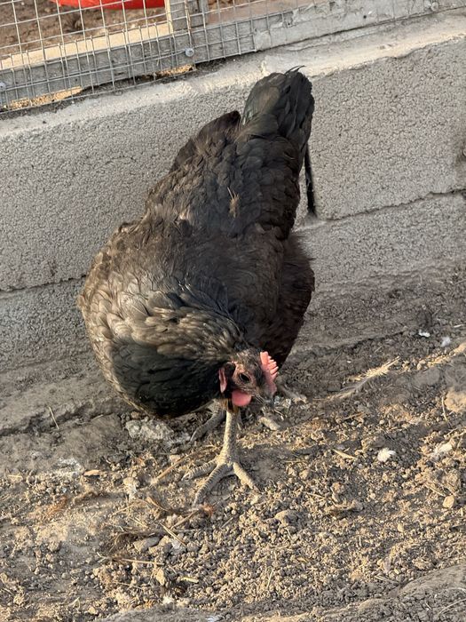 Австролоп куры петушок