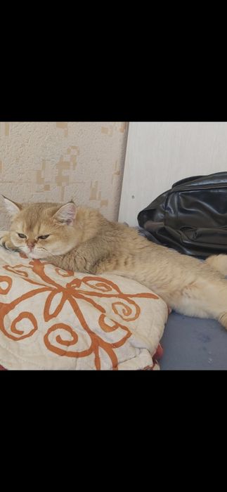 Кошка стерилизована