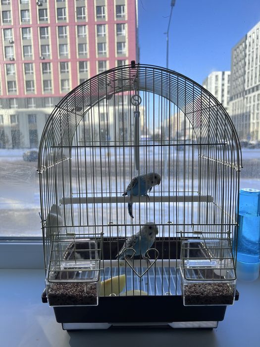 Продается папугай вместе с клеткой.